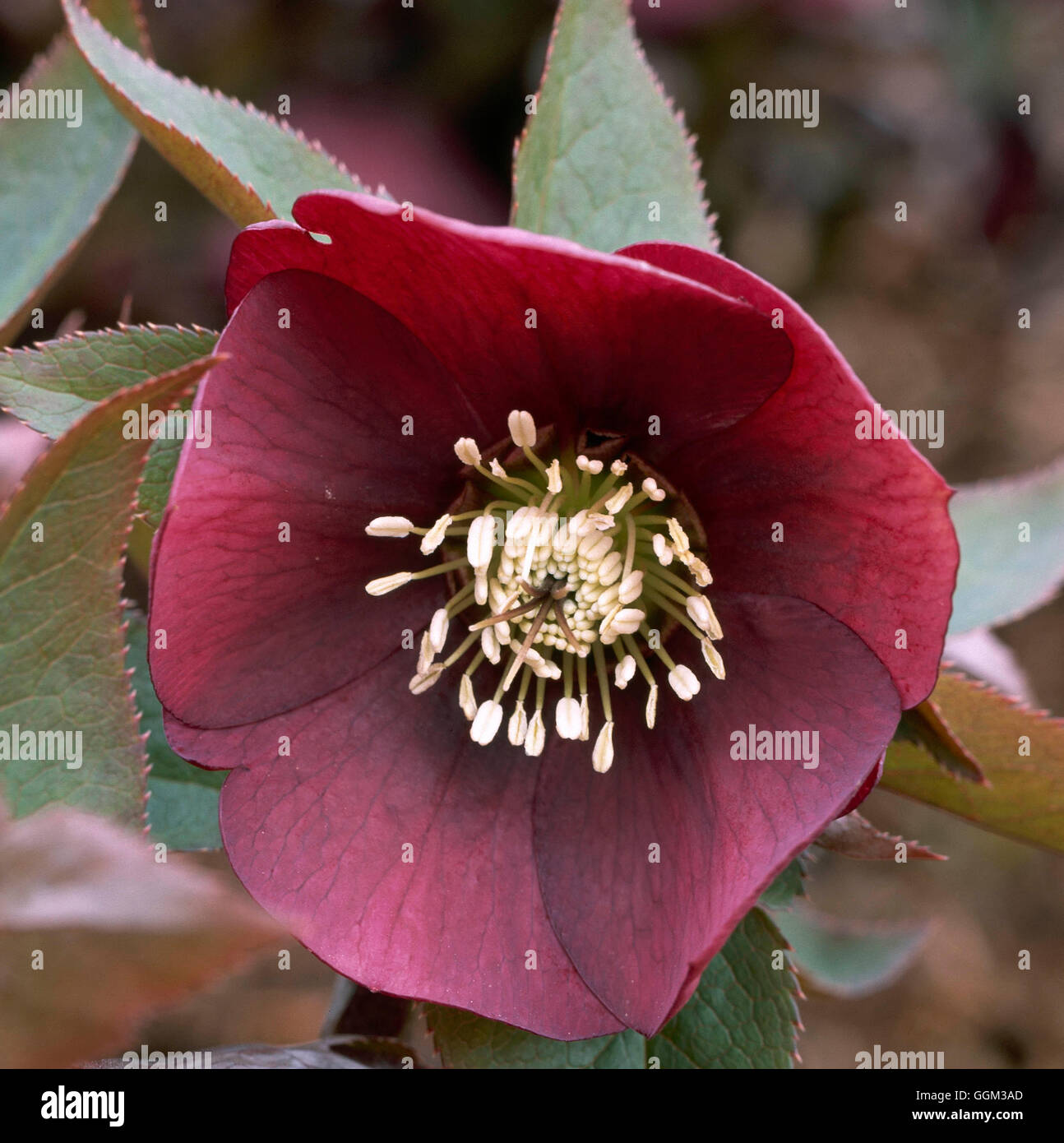 Helleborus - `Ashwood Garden Hybrids'   PER107467 Stock Photo
